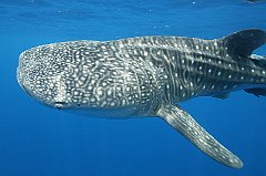 Whale_Shark-137
